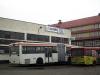 MAN SG242 #DZG 50FP